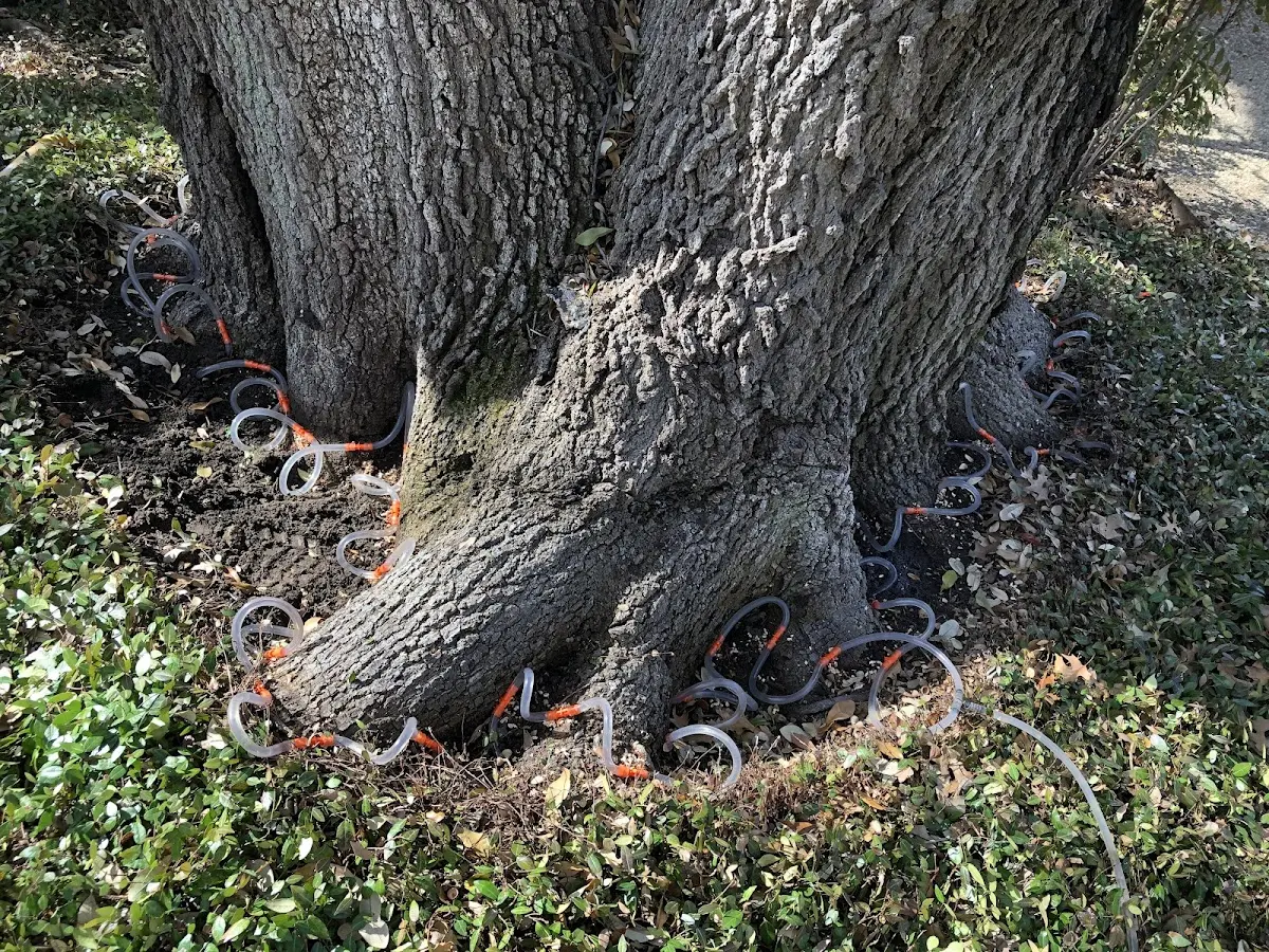 Detailed Tree Cabling and Bracing job site in Monongahela